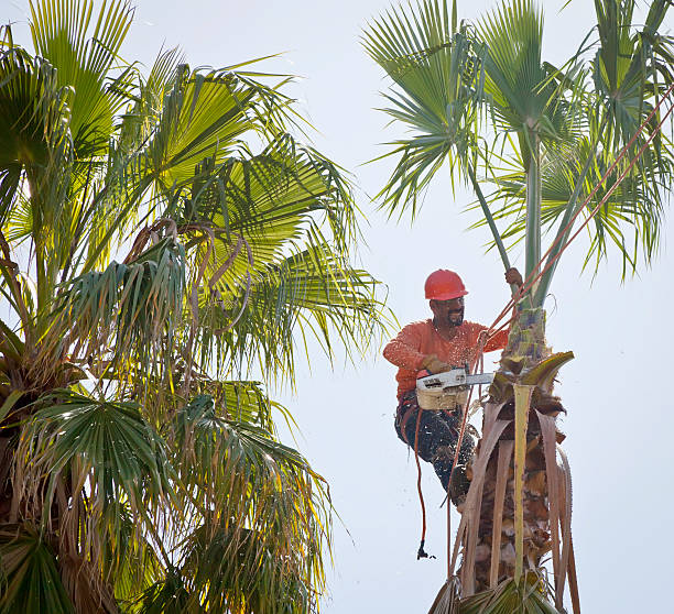 The Steps Involved in Our Tree Care Process in Fair Plain, MI